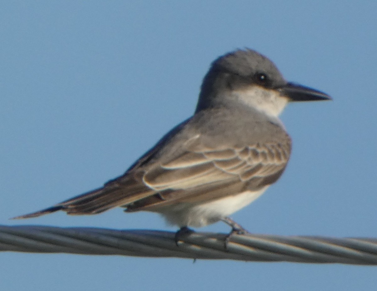 Gray Kingbird - John Pool