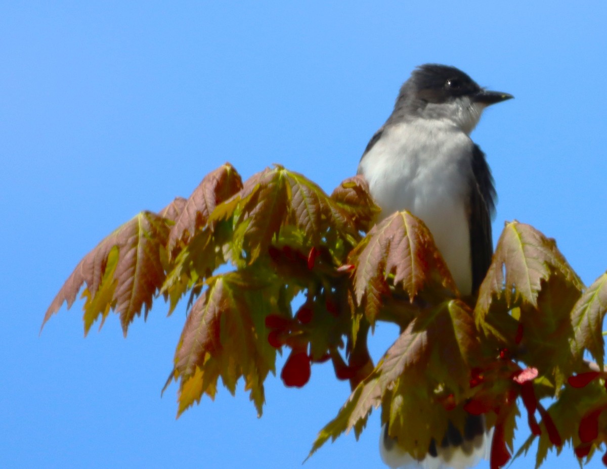 Eastern Kingbird - Aldo Bertucci