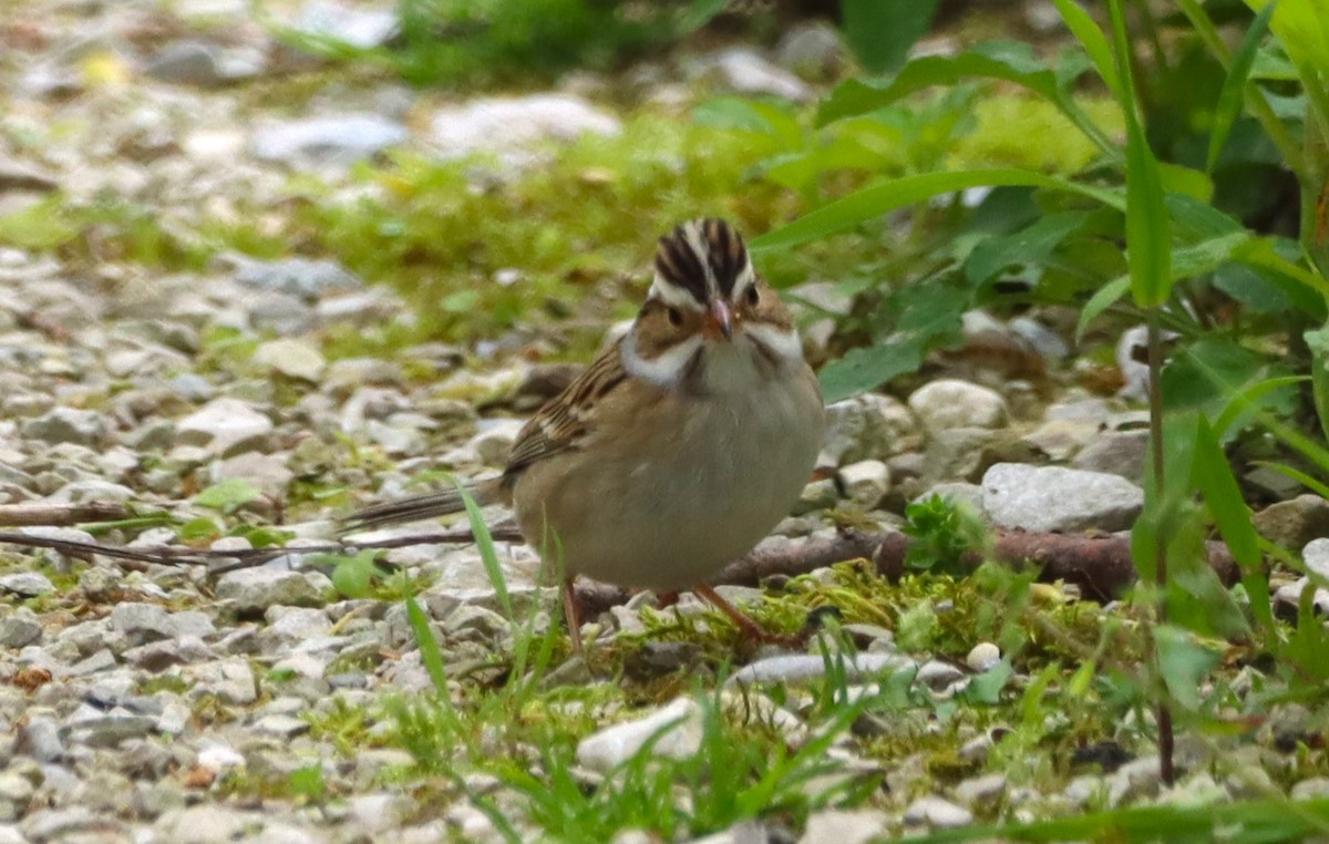 Clay-colored Sparrow - Aldo Bertucci