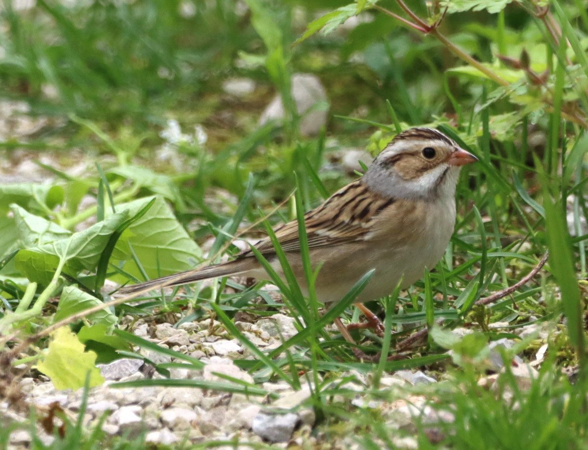 Clay-colored Sparrow - Aldo Bertucci