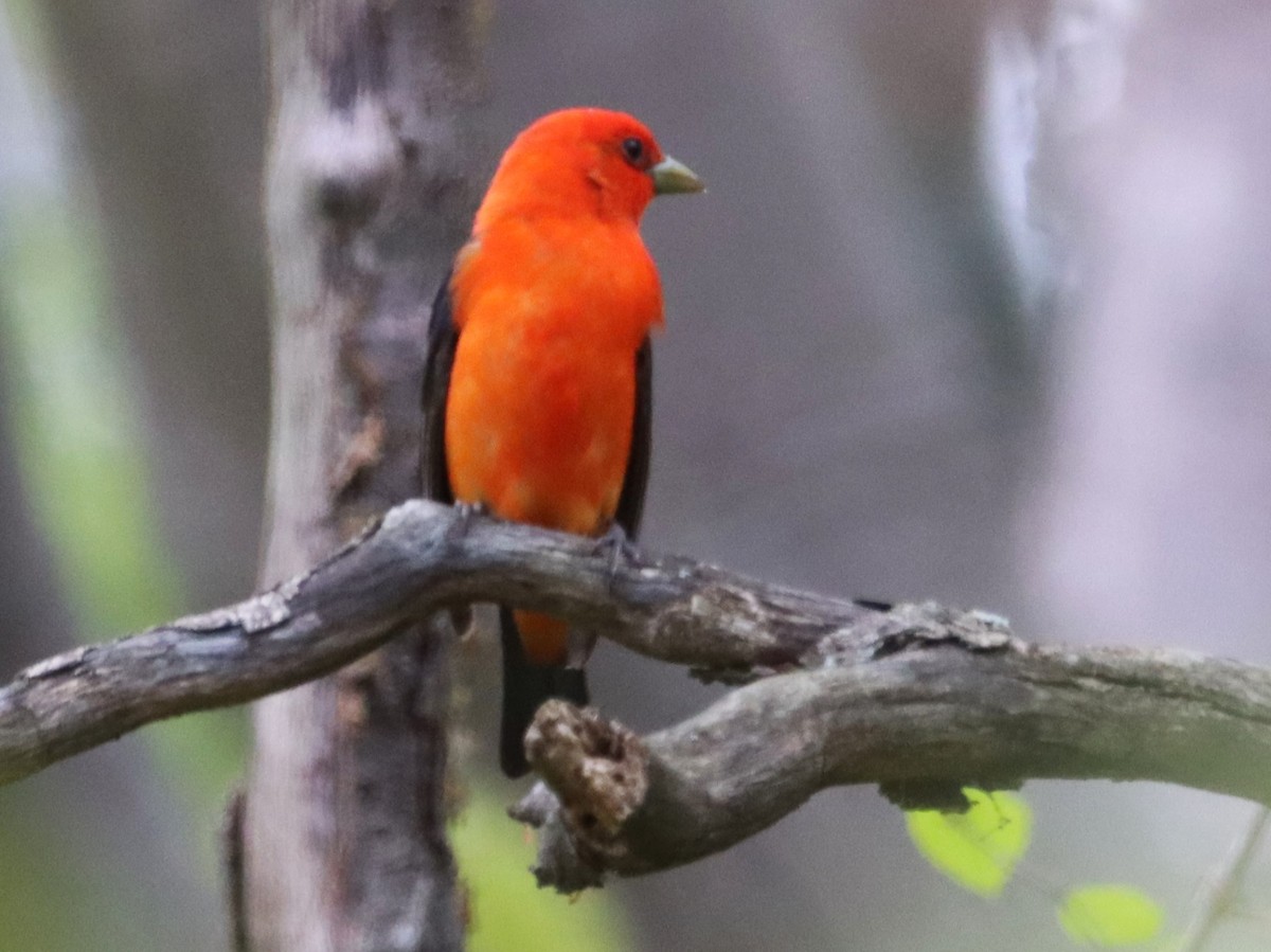 Scarlet Tanager - Aldo Bertucci