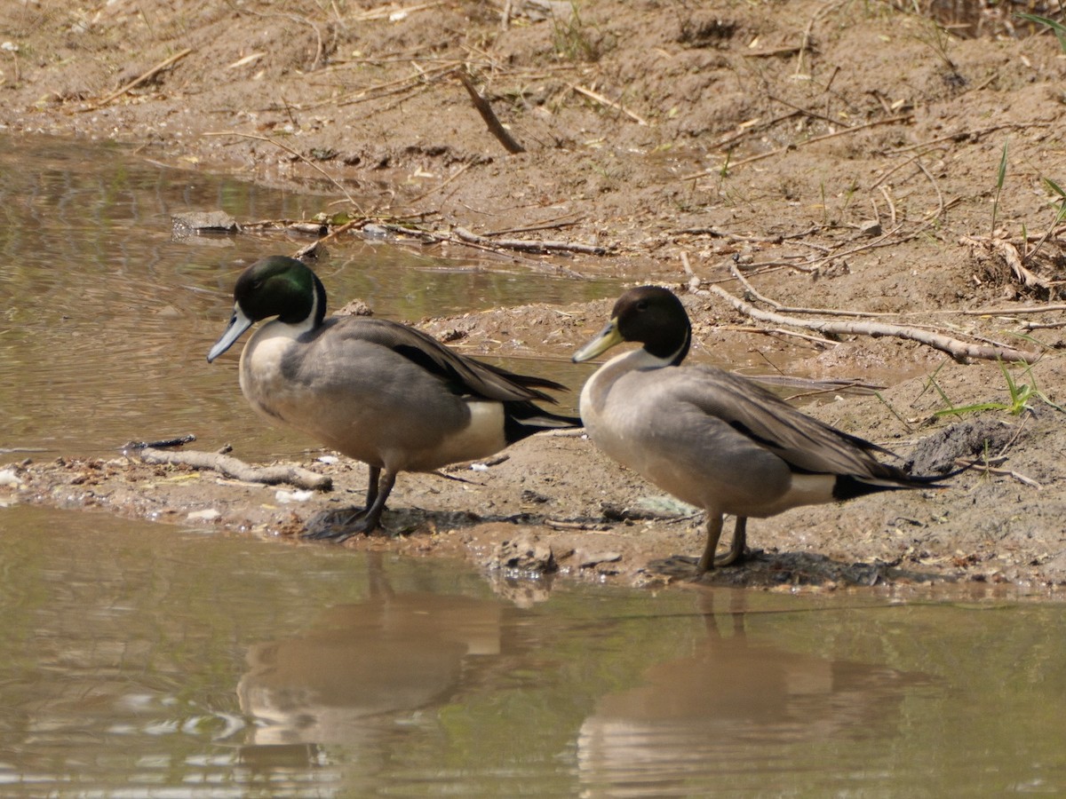 Mallard x Northern Pintail (hybrid) - ML618809550