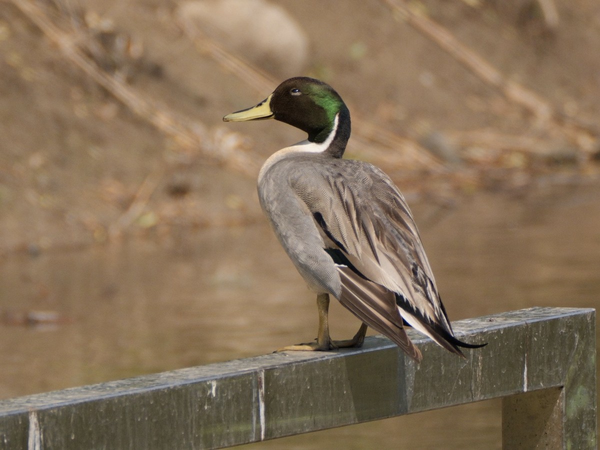 Mallard x Northern Pintail (hybrid) - Ling Gan