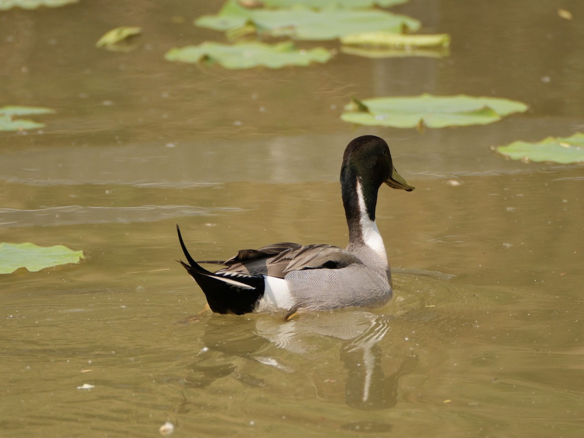 Mallard x Northern Pintail (hybrid) - ML618809552