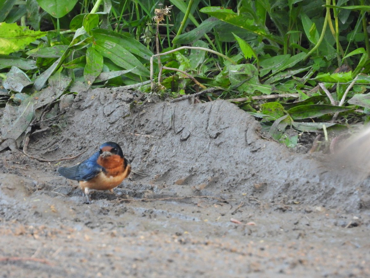 Barn Swallow - Pauline DesRosiers 🦉