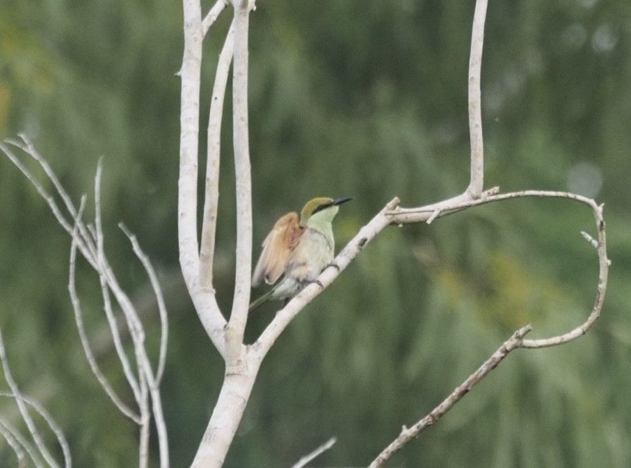 Asian Green Bee-eater - Bahtiyar Kurt