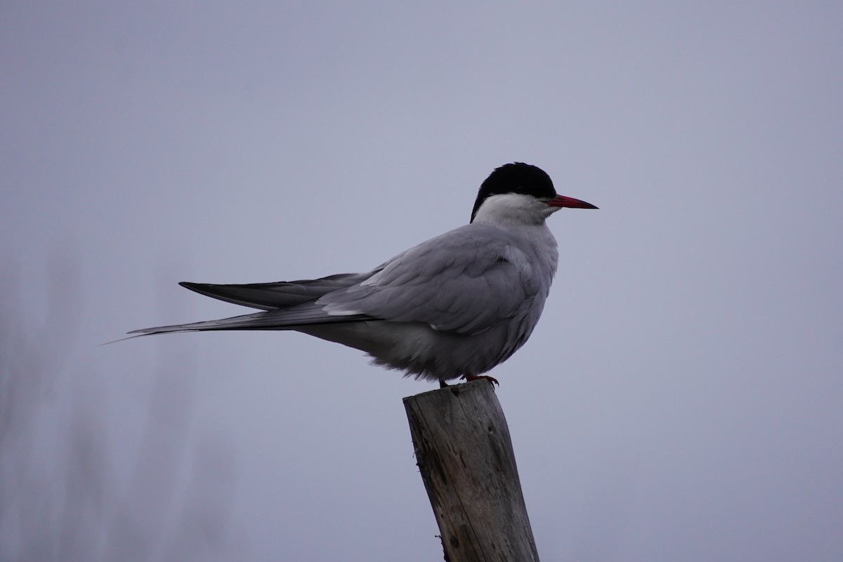 Arctic Tern - Nadège Langet