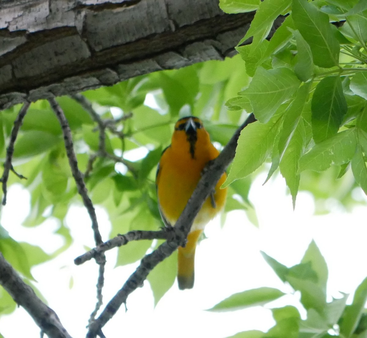 Bullock's Oriole - Devin Houmand