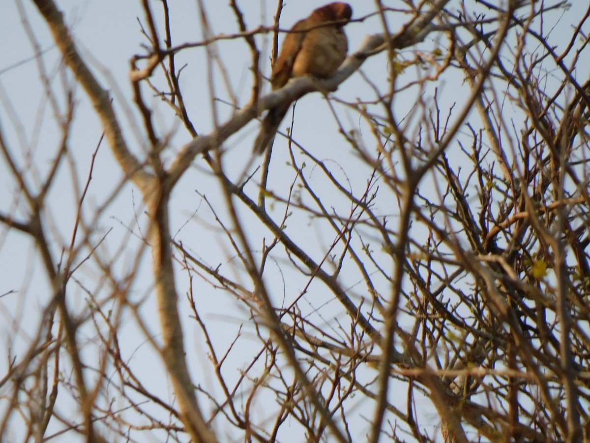 Laughing Dove - Gayathri Mukunda