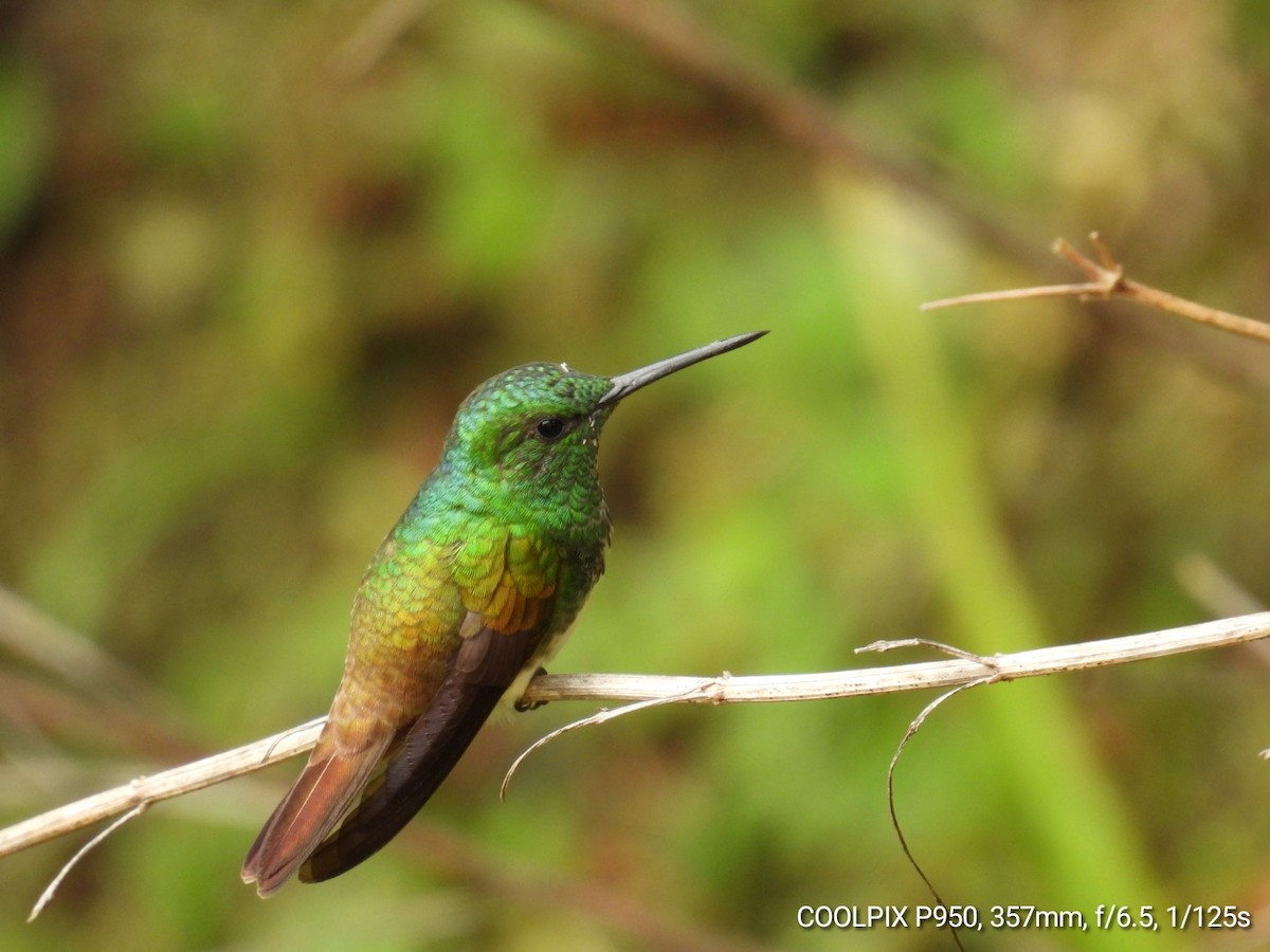 Snowy-bellied Hummingbird - Nelva de Daly