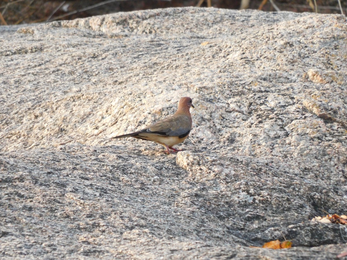 Laughing Dove - Gayathri Mukunda