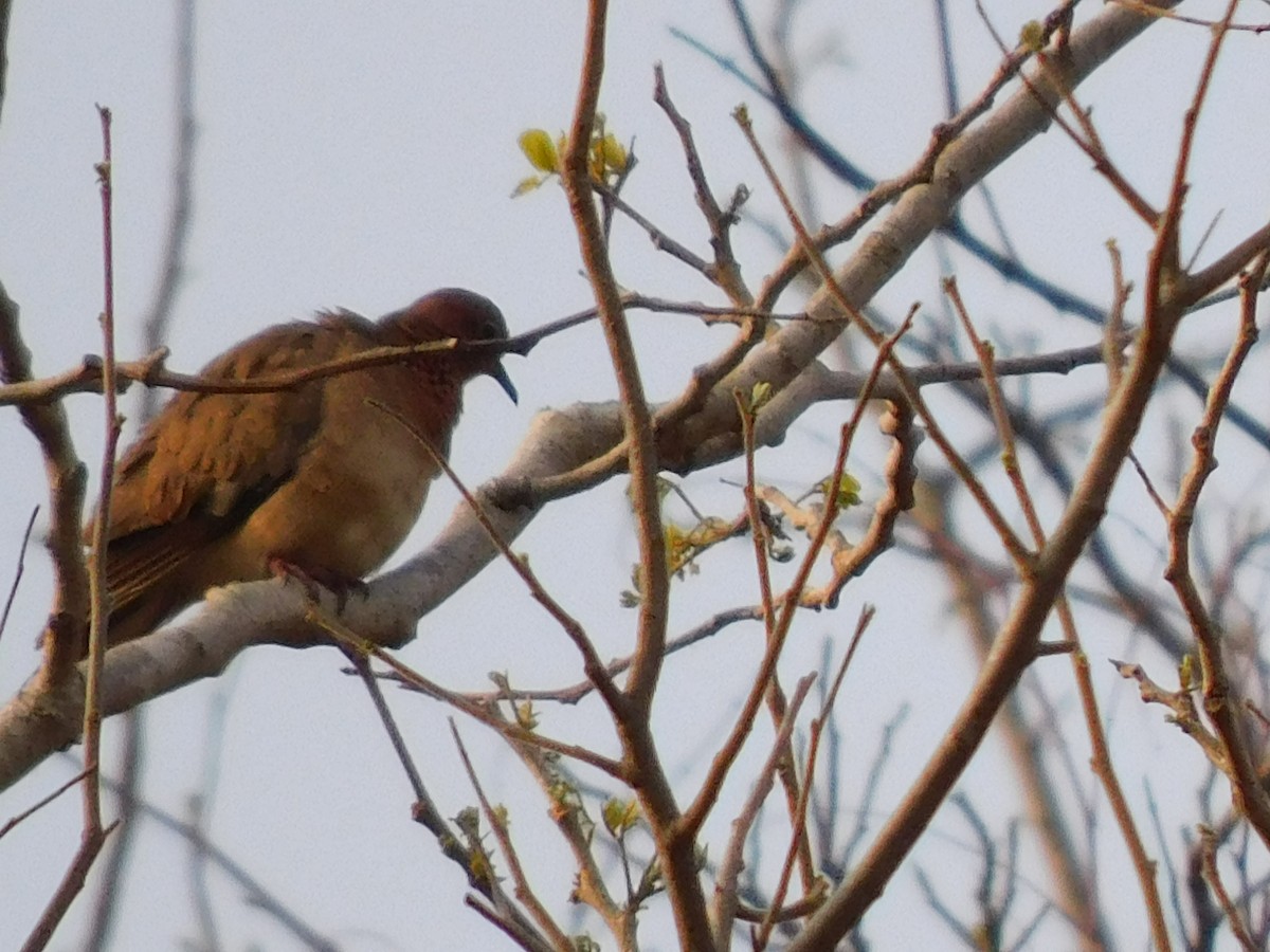 Laughing Dove - Gayathri Mukunda