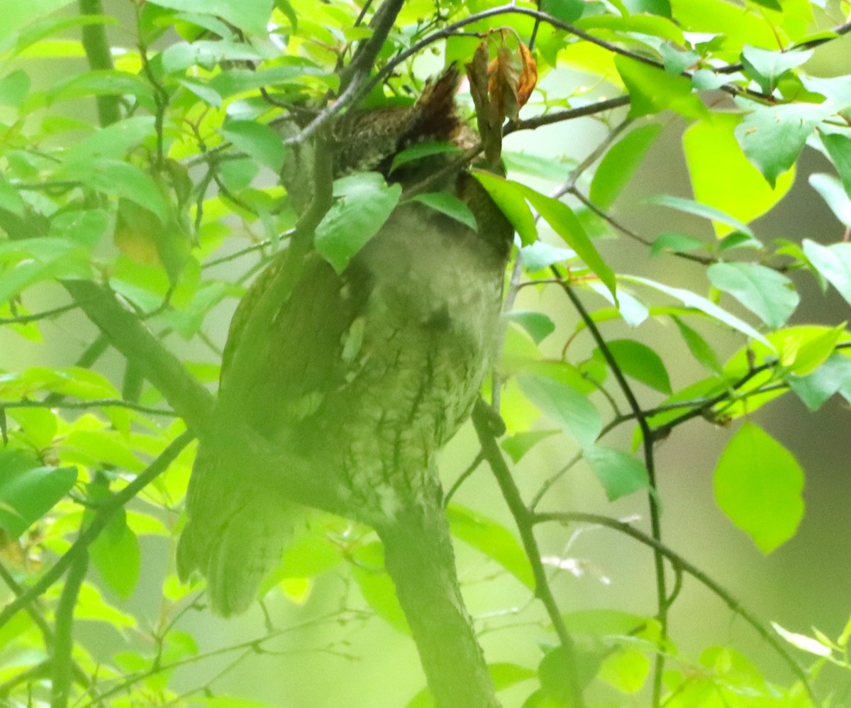 Eastern Screech-Owl - Aldo Bertucci