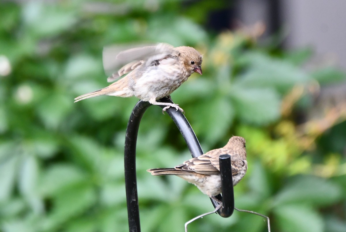 House Finch - Carmen Ricer