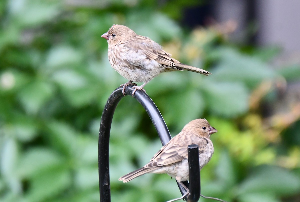 House Finch - Carmen Ricer