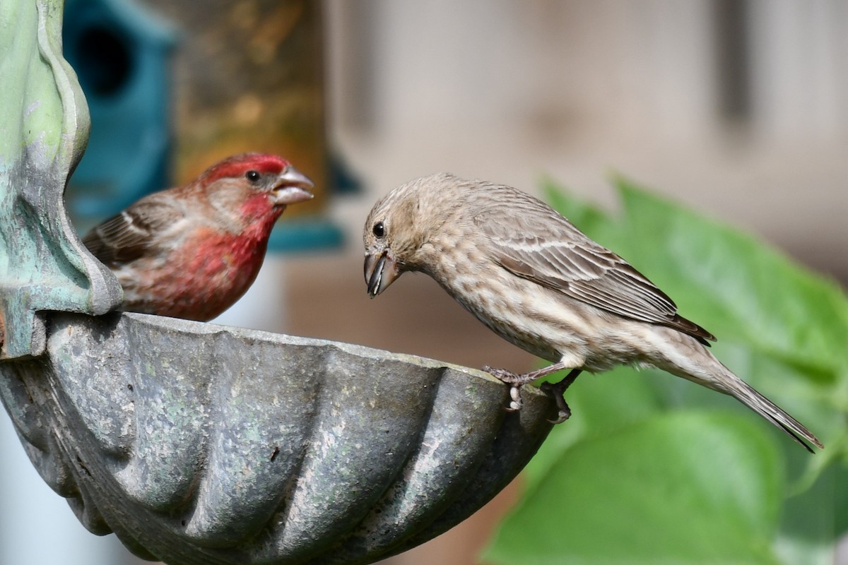 House Finch - Carmen Ricer