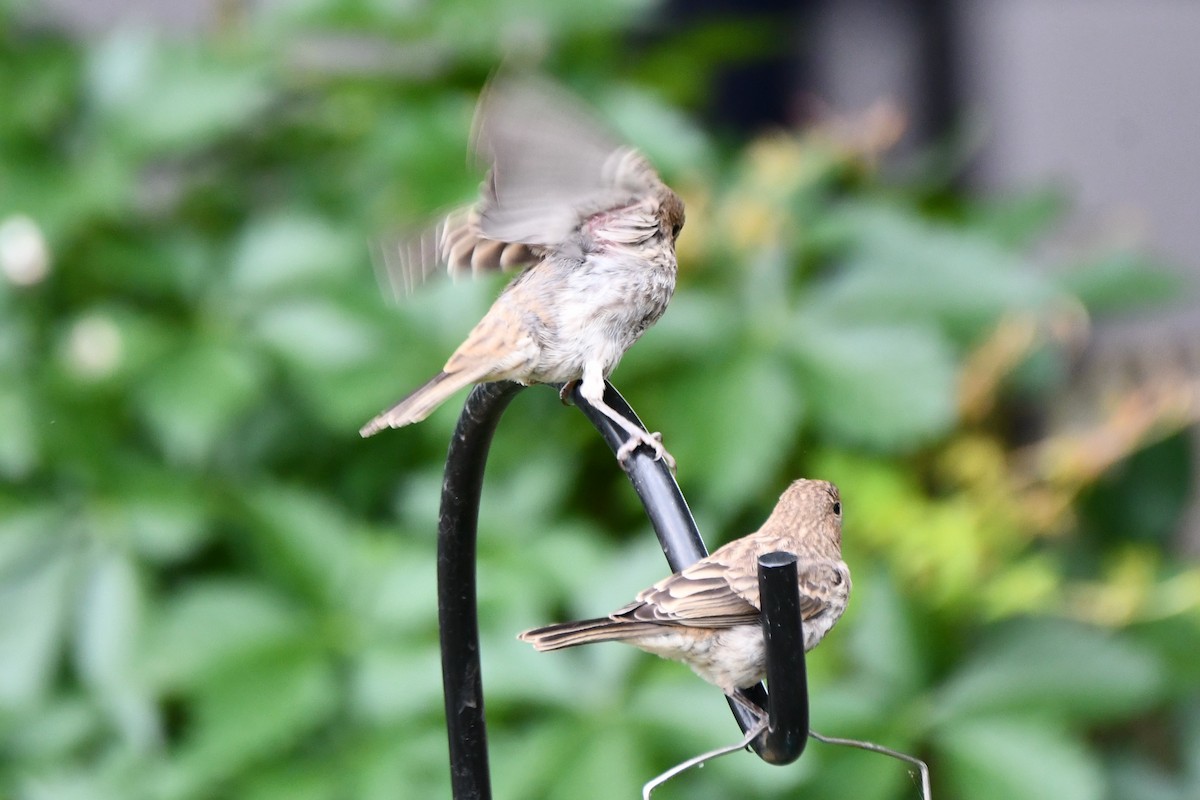 House Finch - Carmen Ricer