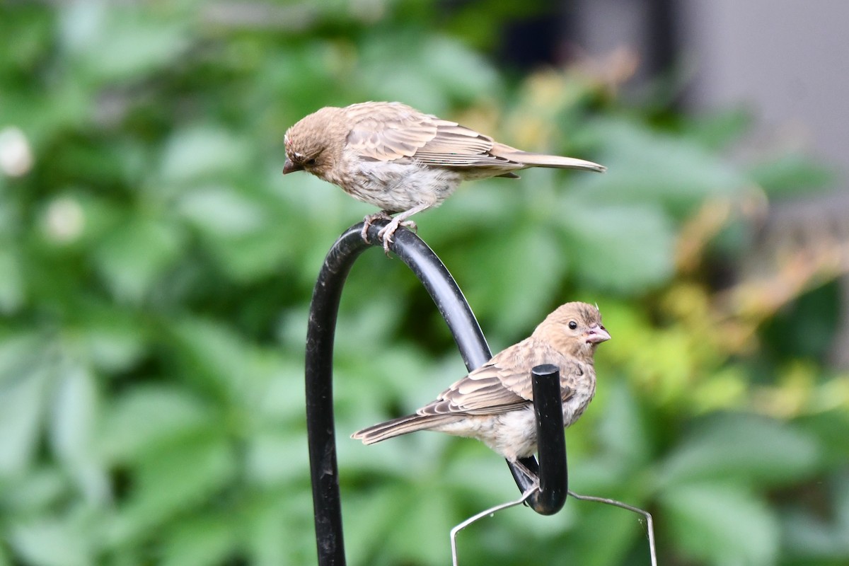 House Finch - Carmen Ricer