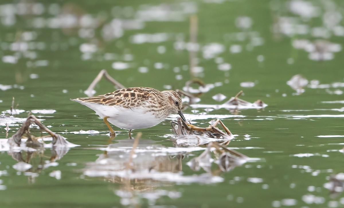 Least Sandpiper - Matt Mason