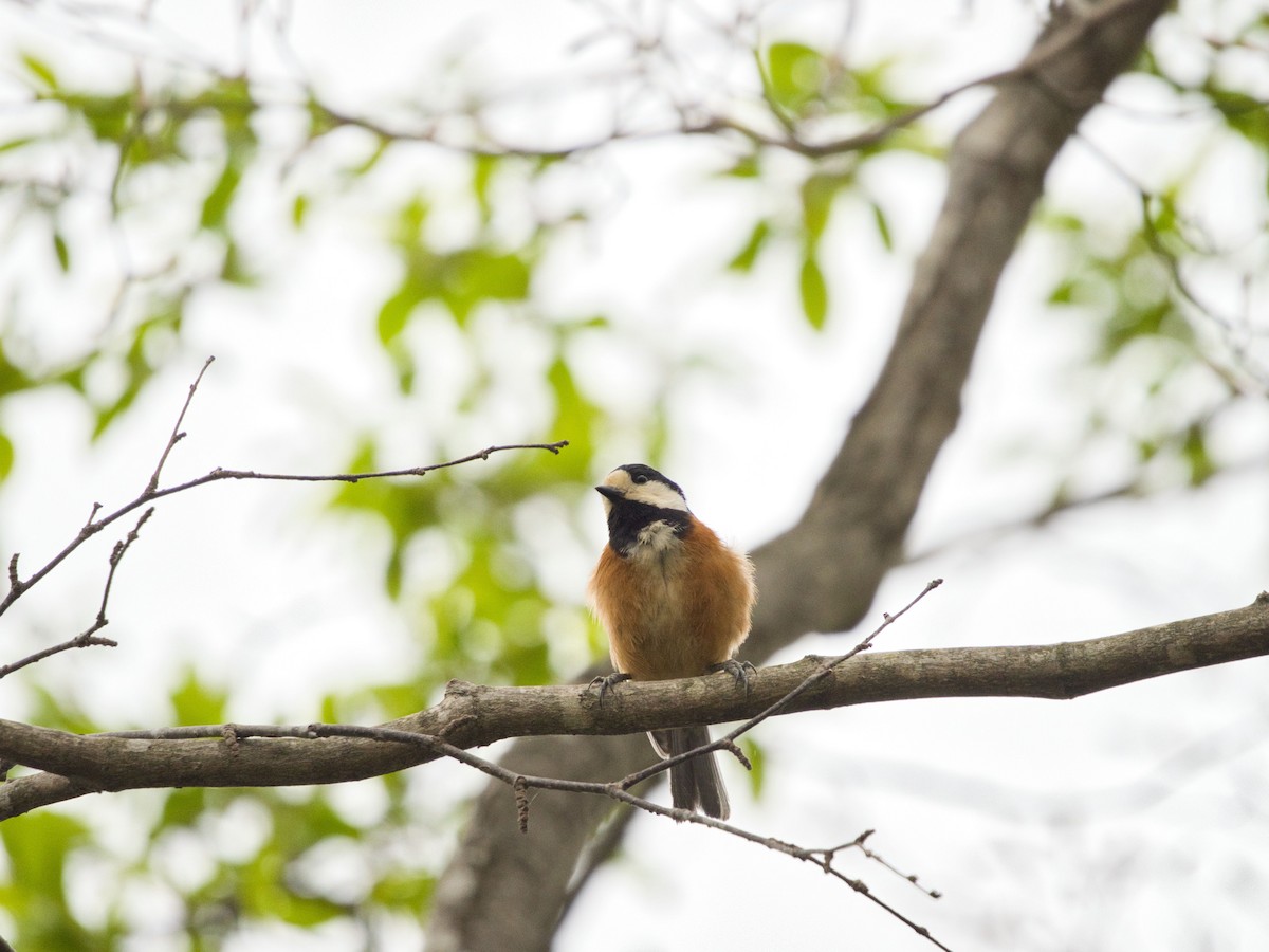 Varied Tit - TORU TAJIMA