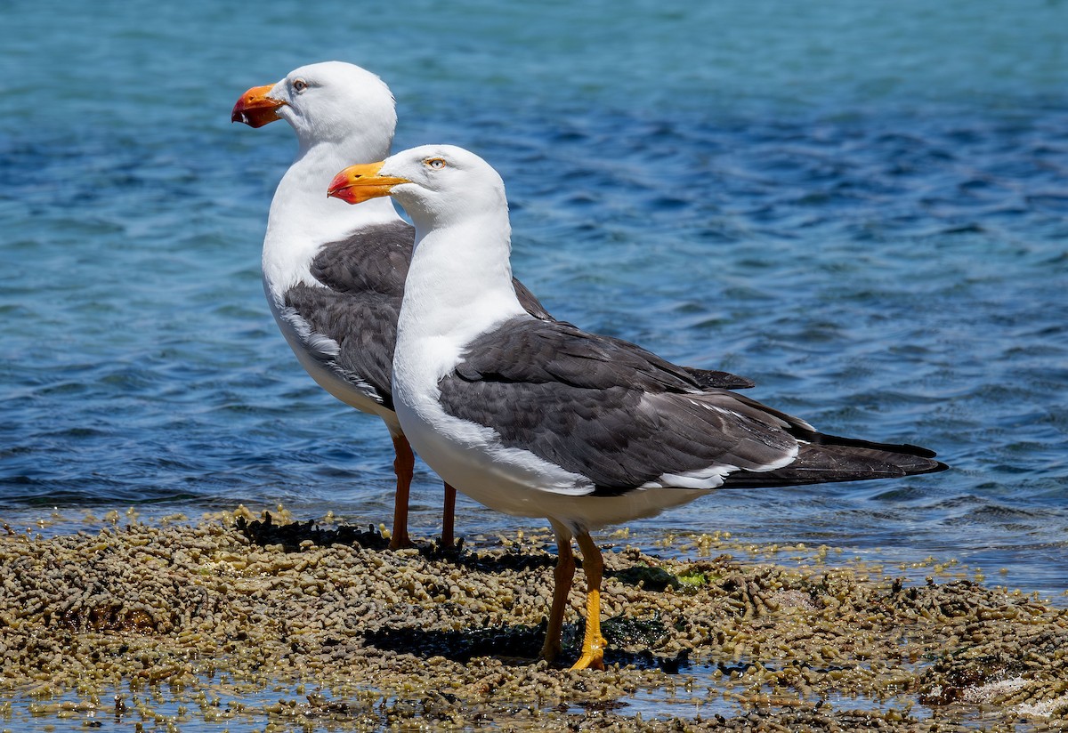 Pacific Gull - Philip Griffin