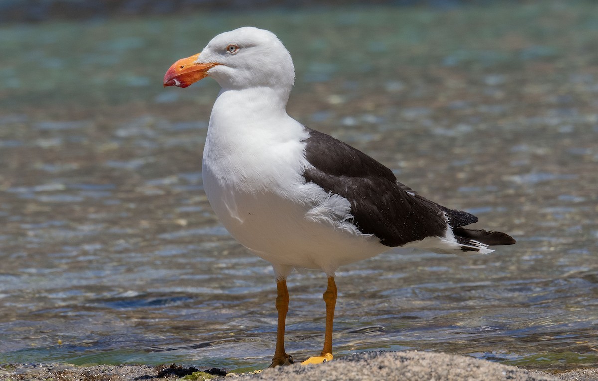 Pacific Gull - ML618809622