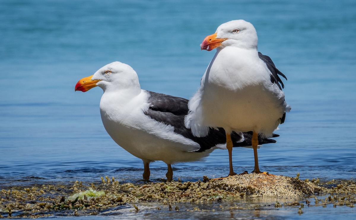 Pacific Gull - ML618809623
