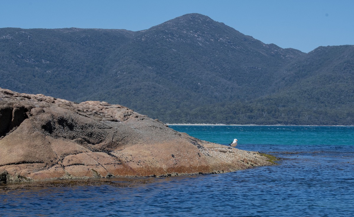 Gaviota de Tasmania - ML618809626