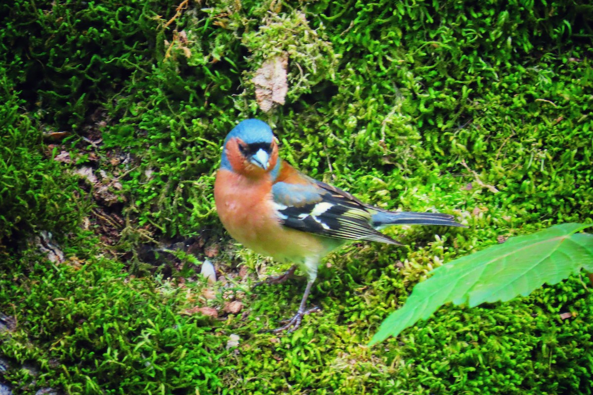 Common Chaffinch - ML618809627