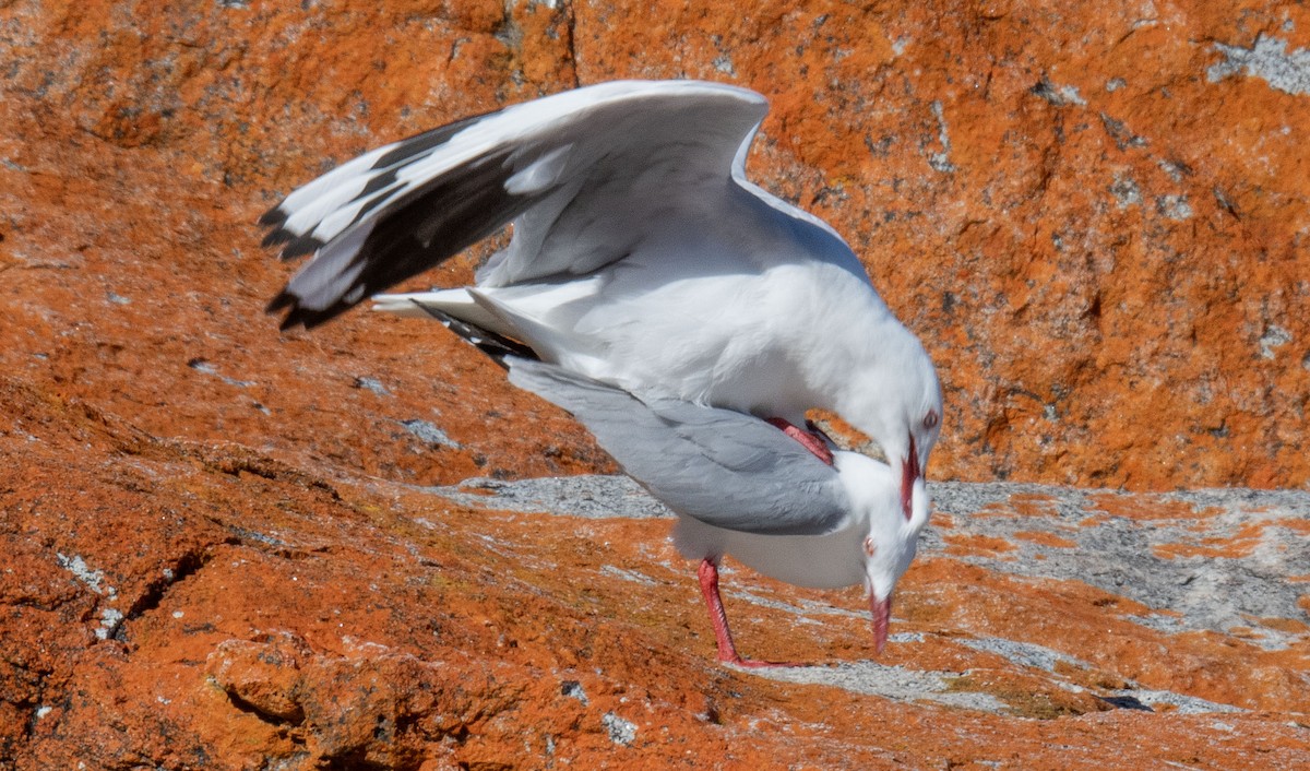 Mouette argentée (novaehollandiae/forsteri) - ML618809628