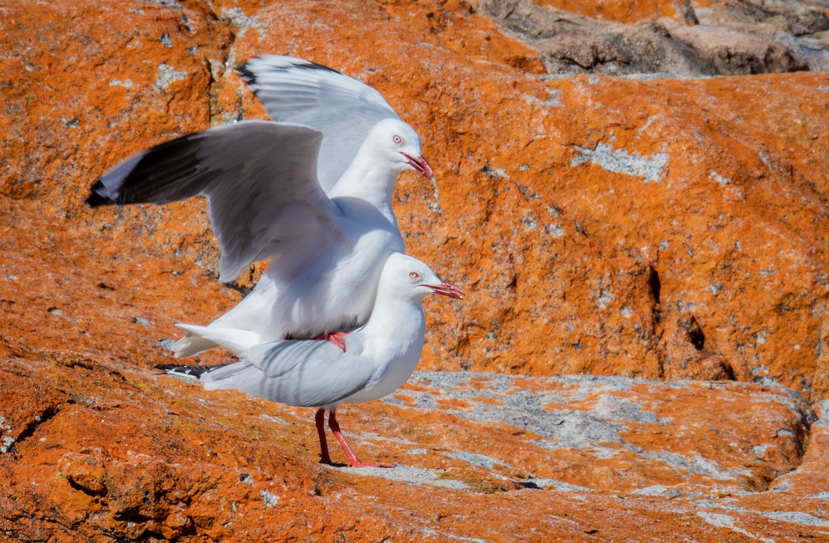 Silver Gull (Silver) - ML618809629