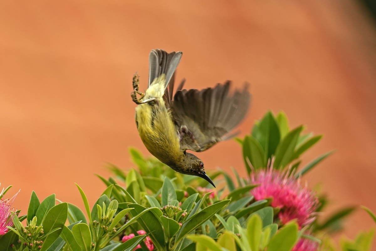 Brown-throated Sunbird - Daniel Json