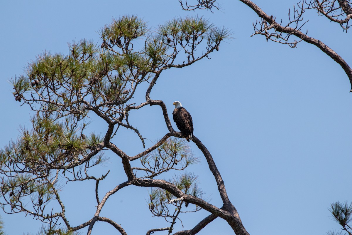 Bald Eagle - Mark Wilson