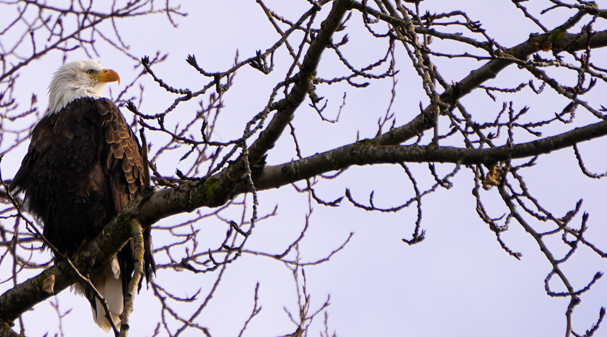 Bald Eagle - Dimitri Apostolidis