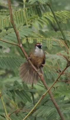 Chestnut-capped Babbler - Bahtiyar Kurt