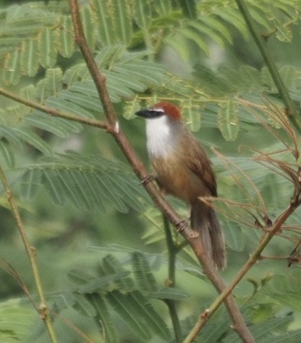 Chestnut-capped Babbler - Bahtiyar Kurt