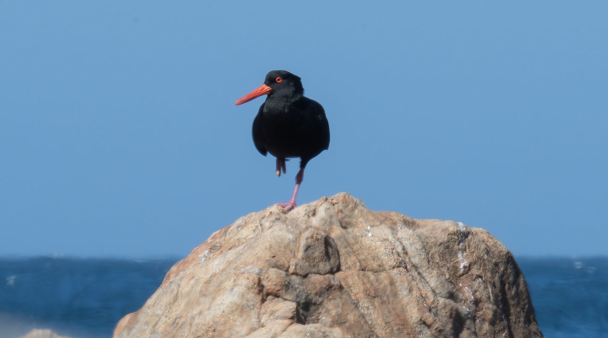 Sooty Oystercatcher - ML618809642