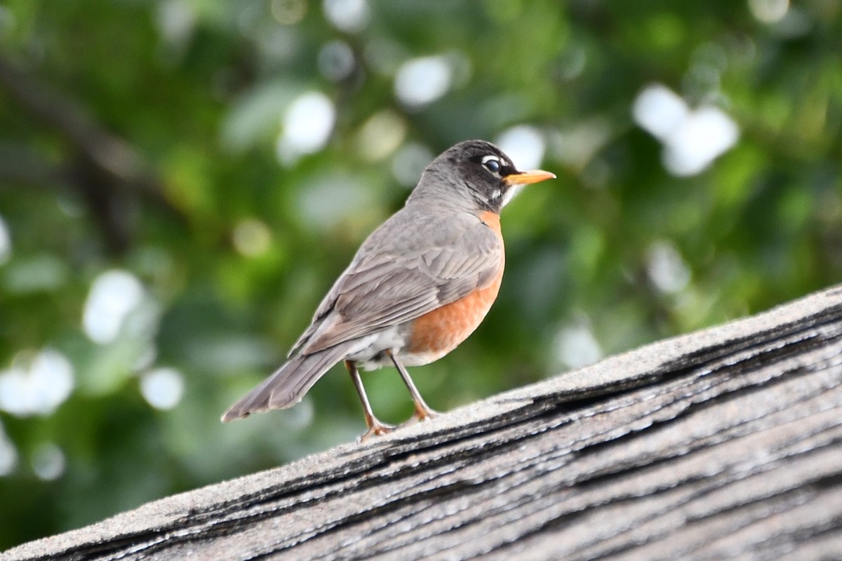 American Robin - Carmen Ricer