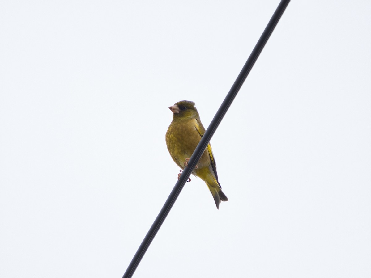 Oriental Greenfinch - TORU TAJIMA