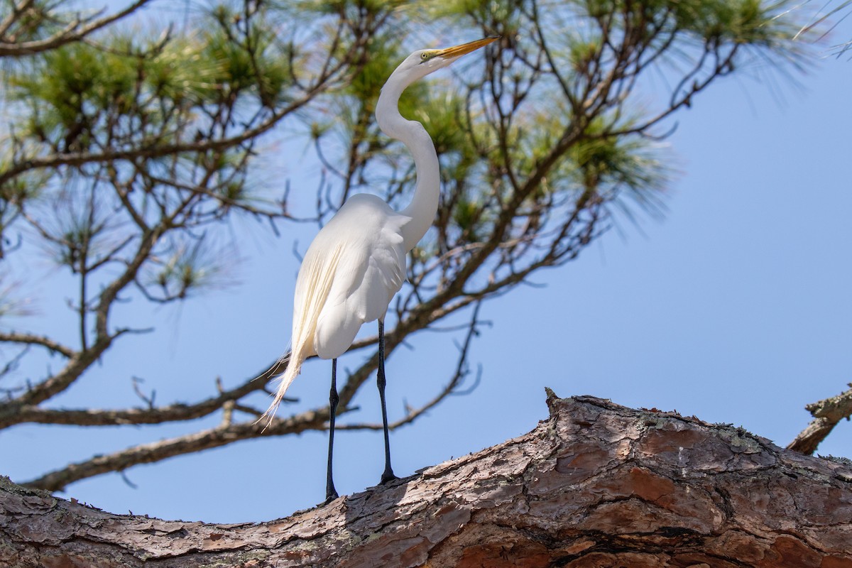 Great Egret - Mark Wilson