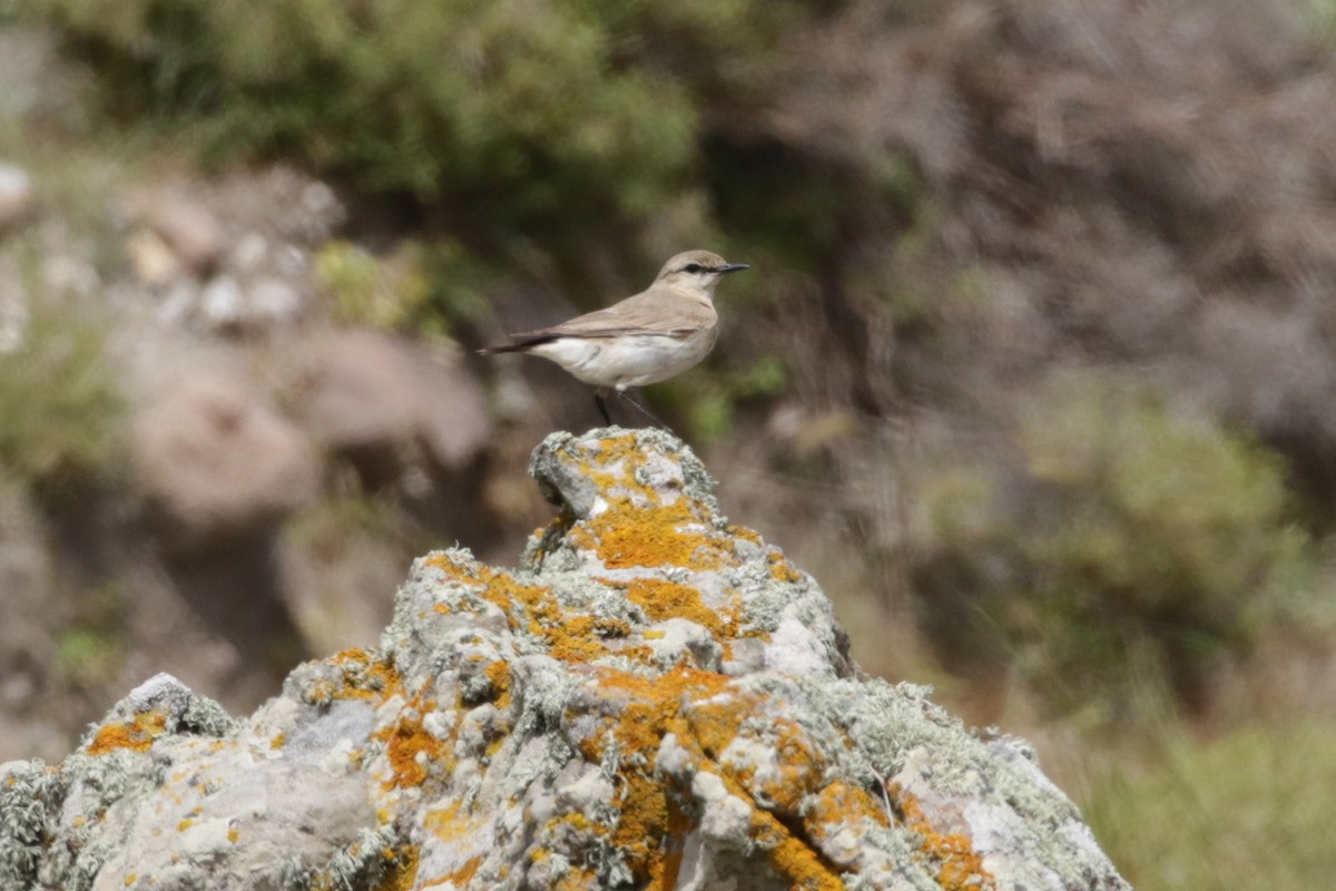 Isabelline Wheatear - Olivier Laporte