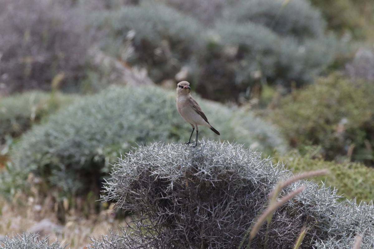 Isabelline Wheatear - ML618809655