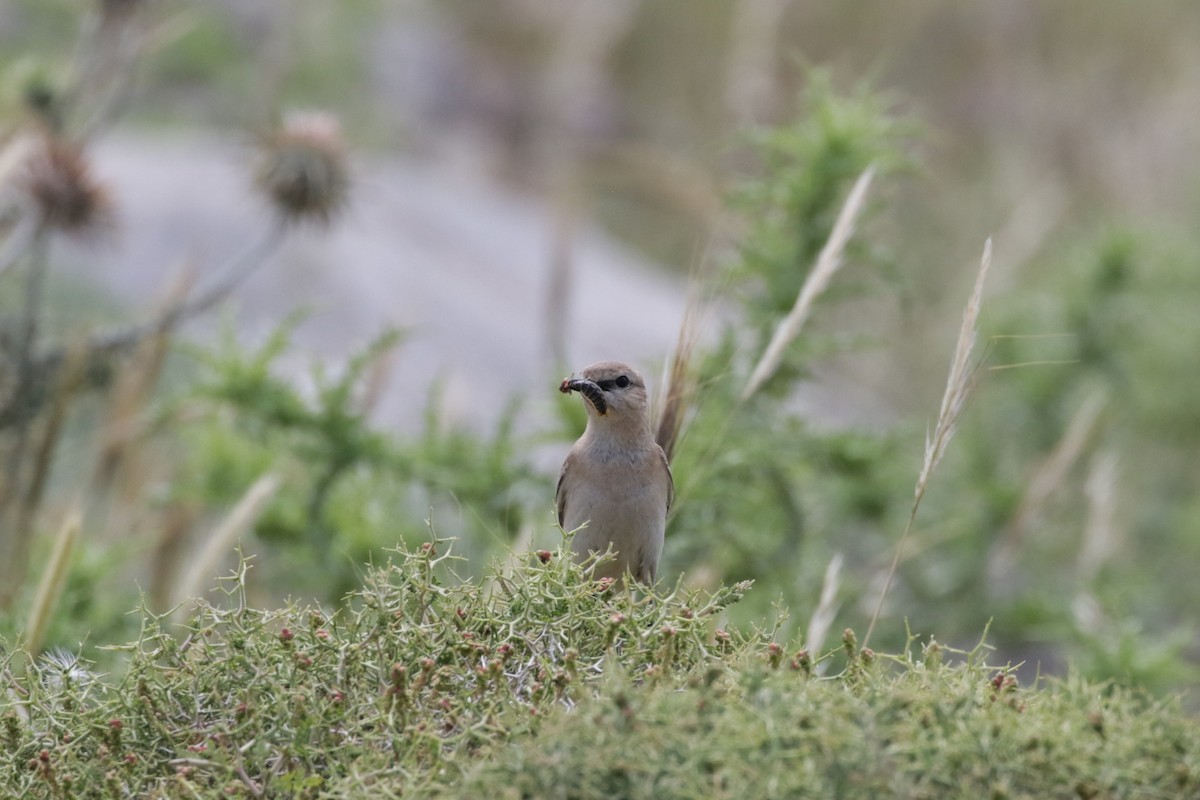 Isabelline Wheatear - ML618809656