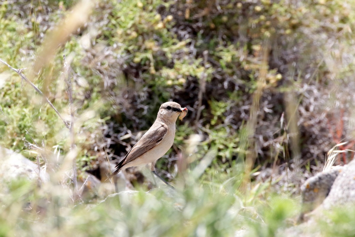 Isabelline Wheatear - ML618809660