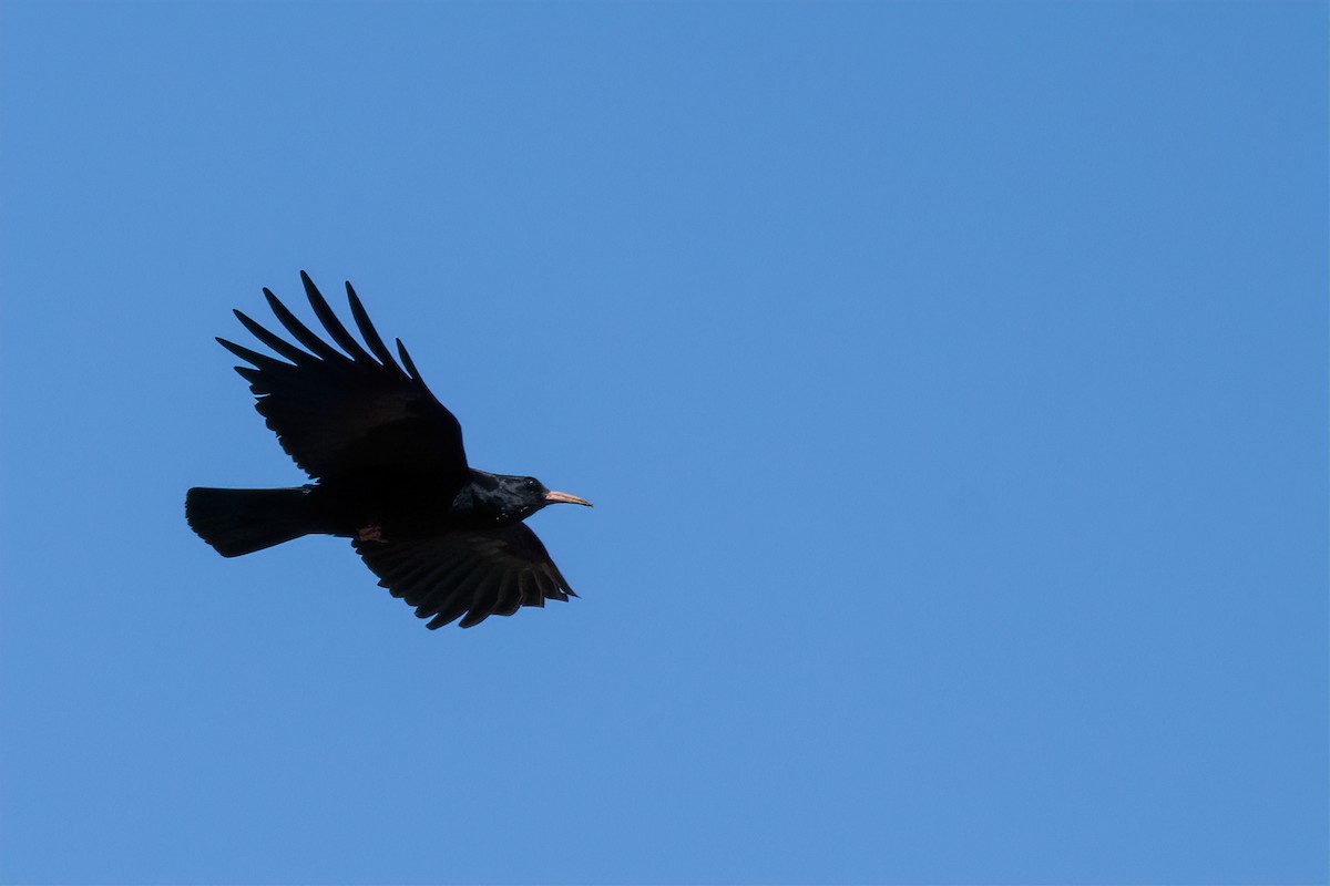 Red-billed Chough - ML618809661