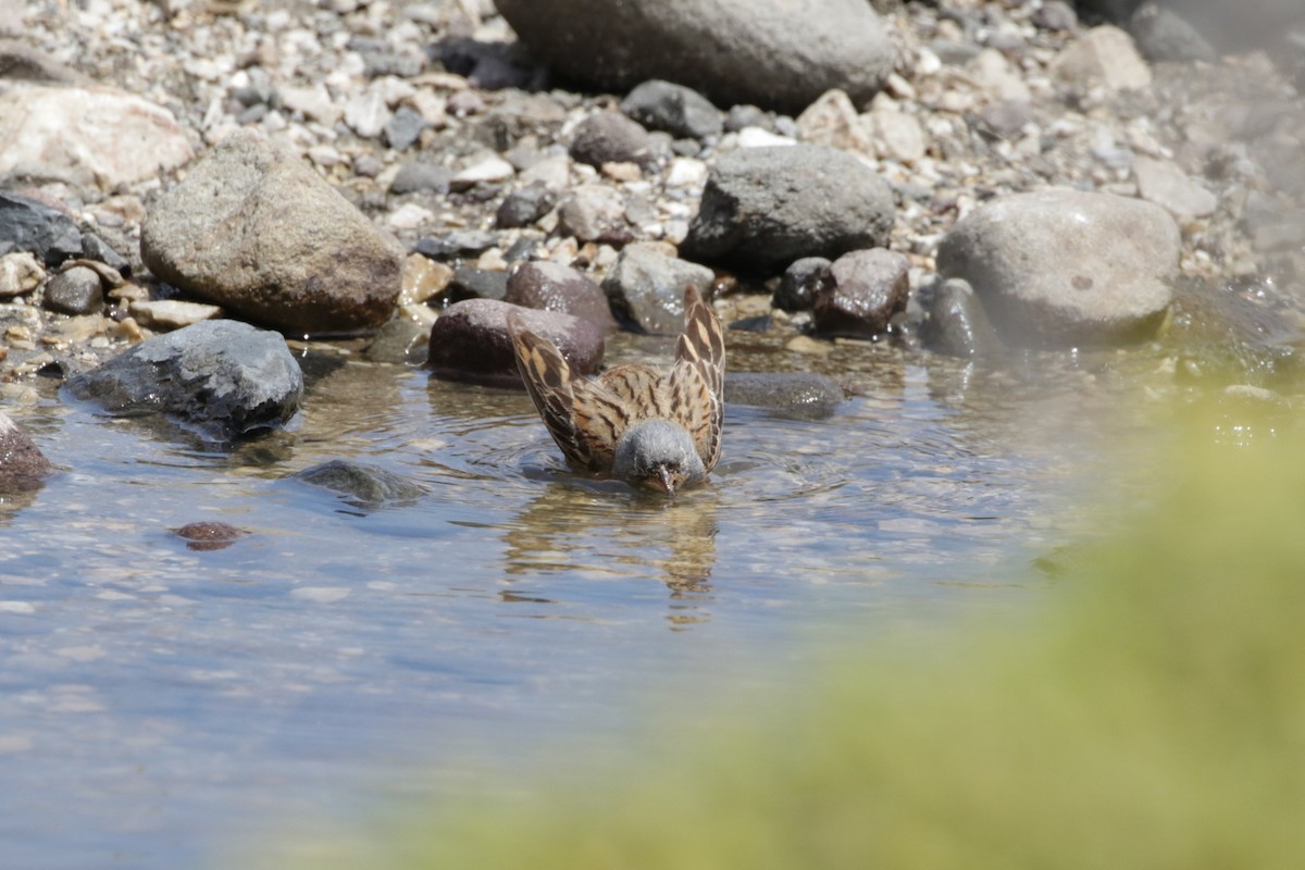 Cretzschmar's Bunting - Olivier Laporte