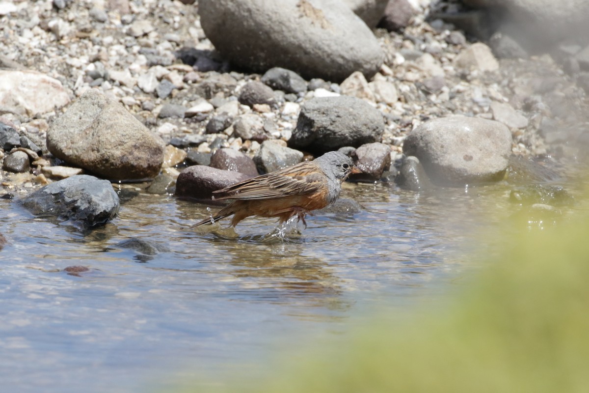 Cretzschmar's Bunting - ML618809663