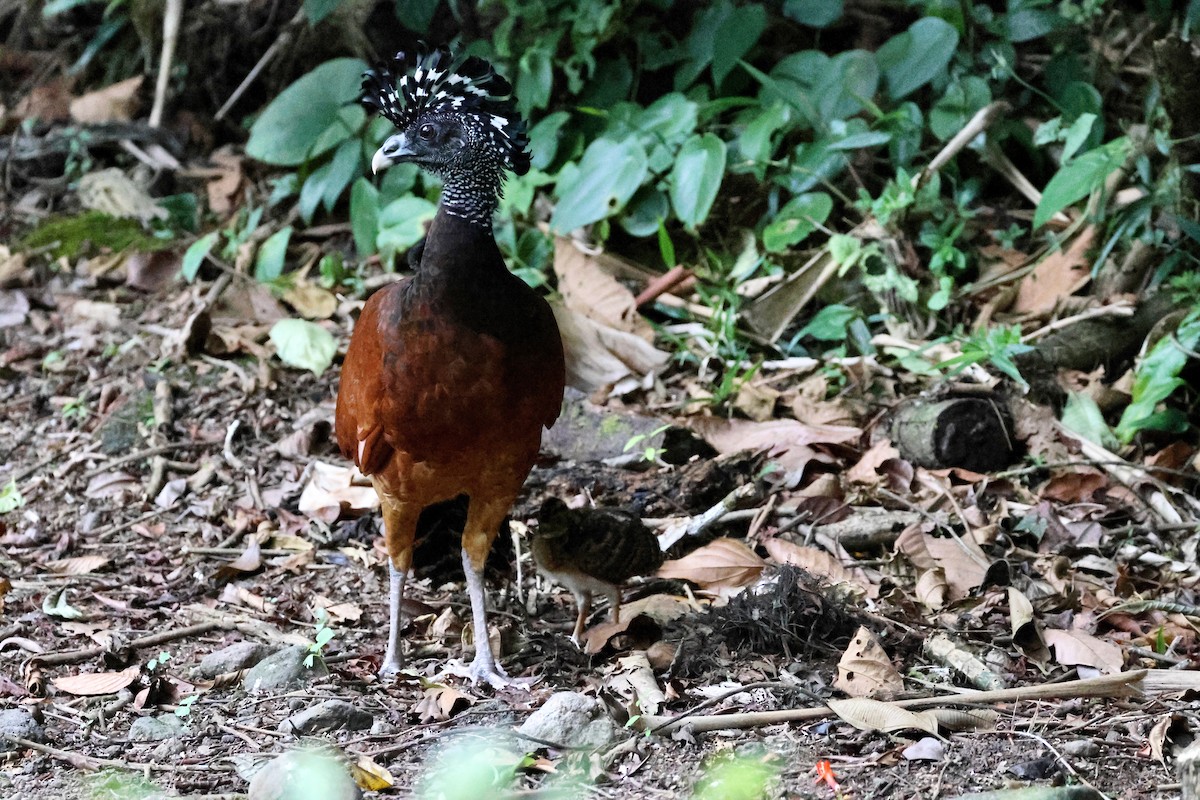 Crested Guan - ML618809667