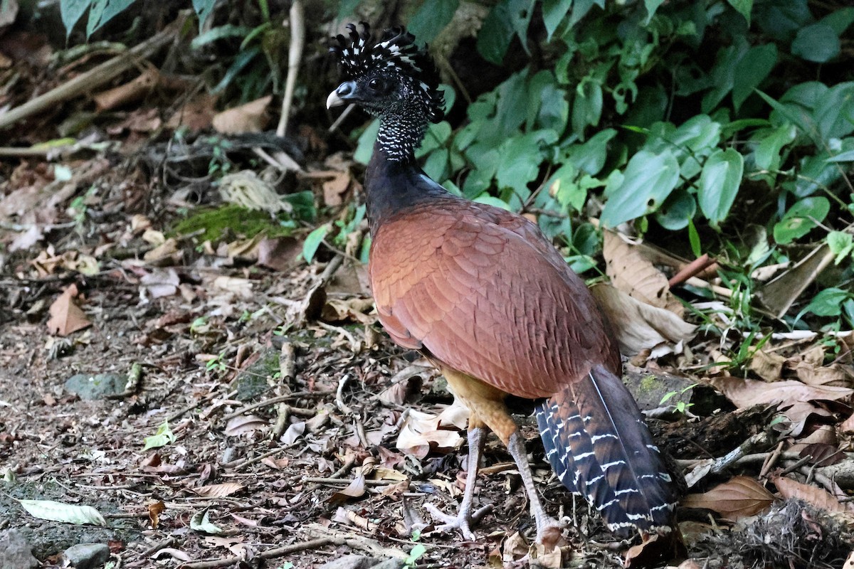 Crested Guan - ML618809668