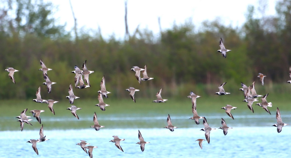 Black-bellied Plover - Aldo Bertucci